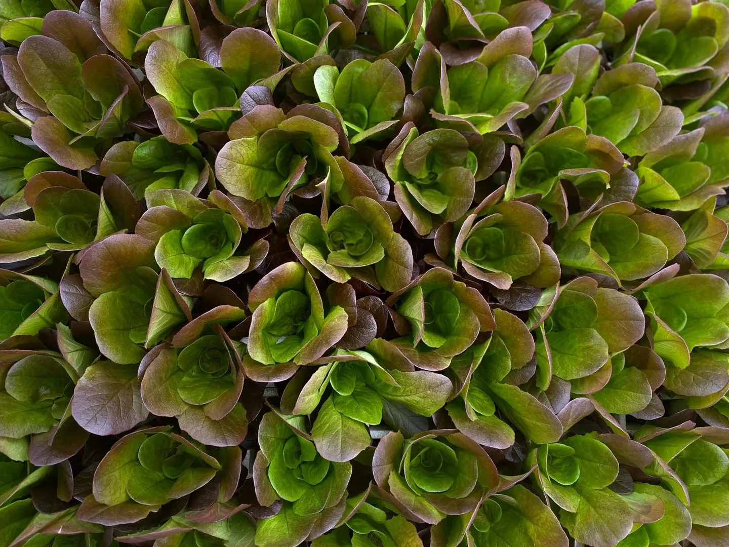 Mediterranean Greens