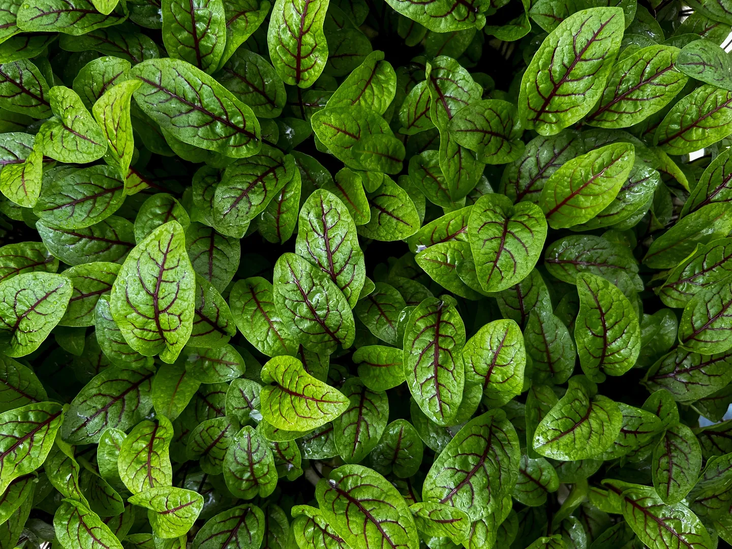 Characteristic Greens