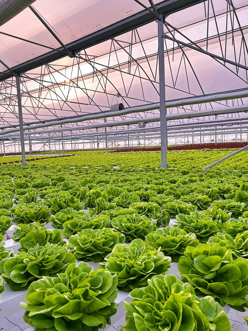 Inside Marmafarm greenhouse
