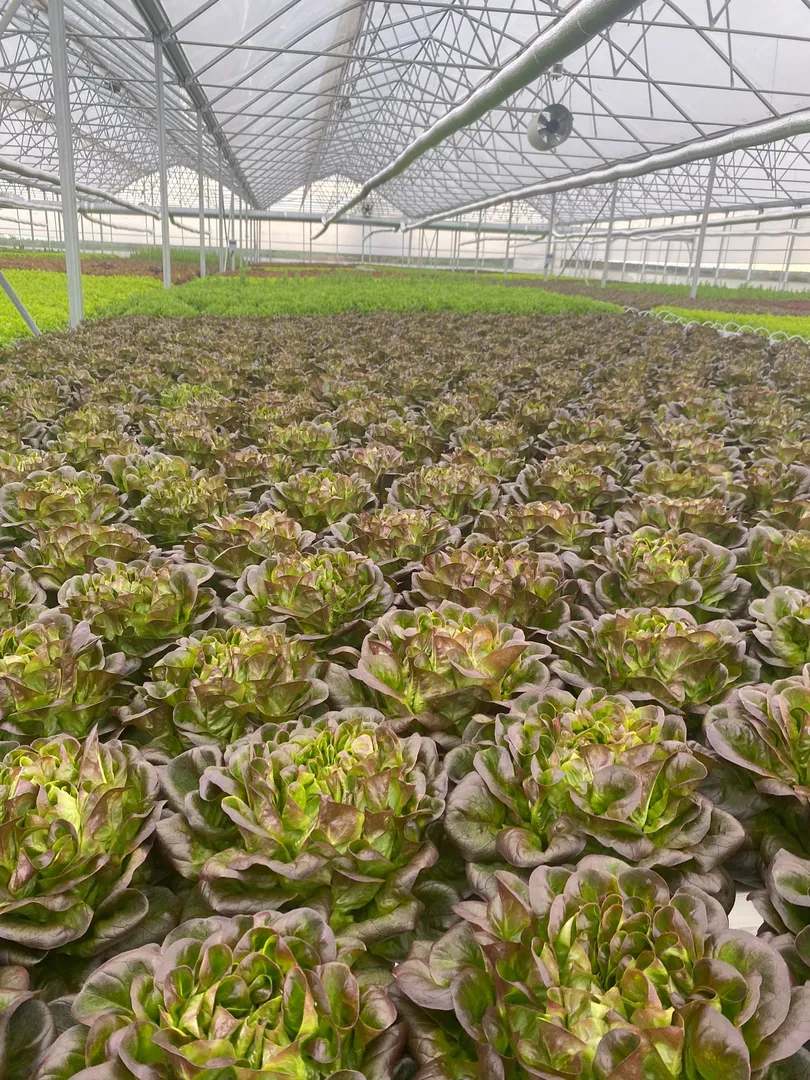 Controlled production greenhouse